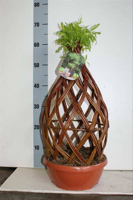 Salix alba 28Ø 65cm
