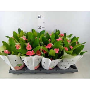 Euphorbia milii   ...