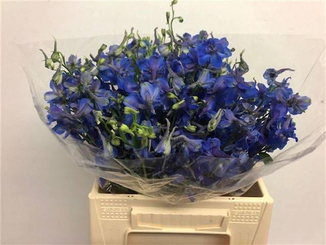 <h4>DELPH EN DONNA</h4>