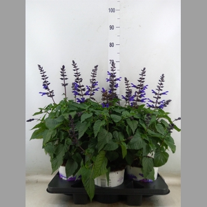 Salvia  'Salgoon Lake Blueberry'