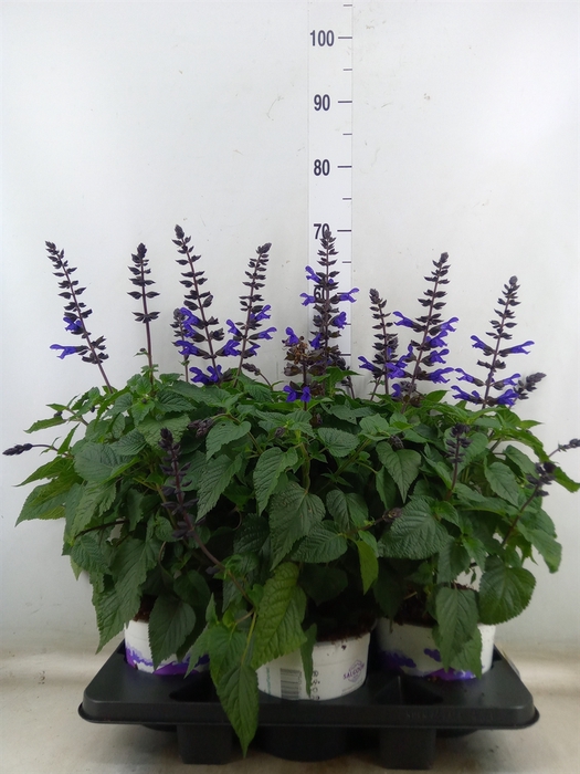 <h4>Salvia  'Salgoon Lake Blueberry'</h4>