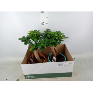 Ficus microcarpa 'Ginseng'