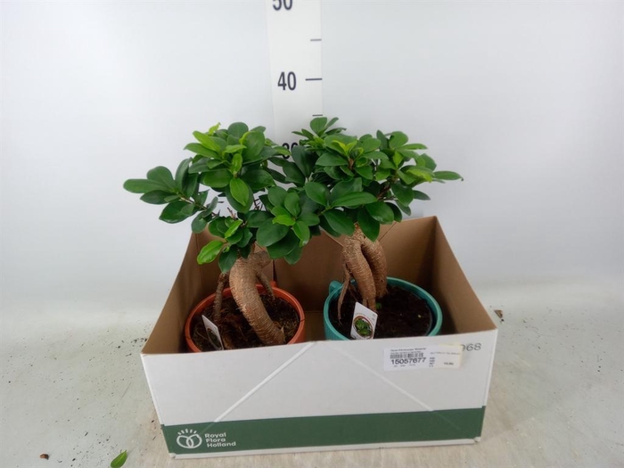 <h4>Ficus microcarpa 'Ginseng'</h4>