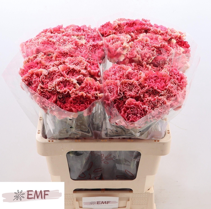 <h4>DI ST IPANEMA</h4>