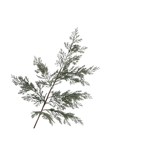 Cedar Spray