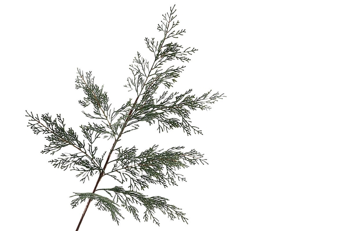 <h4>Cedar Spray</h4>