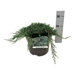 Juniperus hor. 'Icee Blue' ®