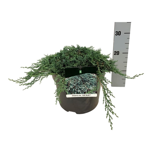 <h4>Juniperus hor. 'Icee Blue' ®</h4>