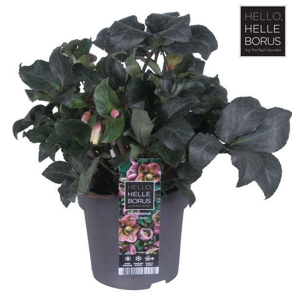 <h4>Helleborus 'Angel Glow' P19</h4>