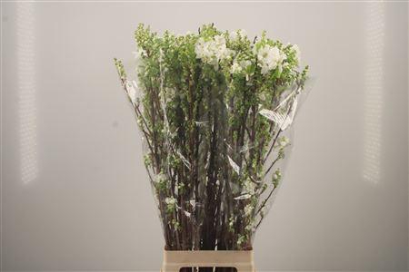 <h4>Exoc Mag Springtime</h4>