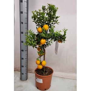 CITR AU CHINOTTO