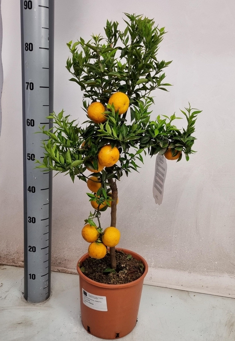 <h4>CITR AU CHINOTTO</h4>