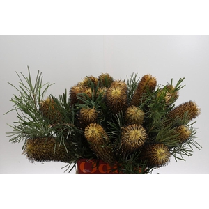 Banksia Spinulosa