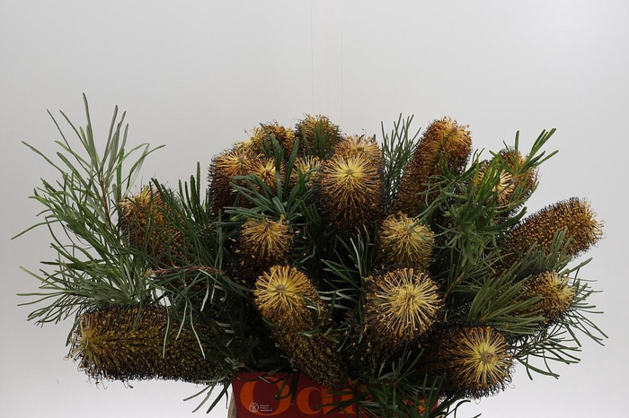 <h4>Banksia Spinulosa</h4>