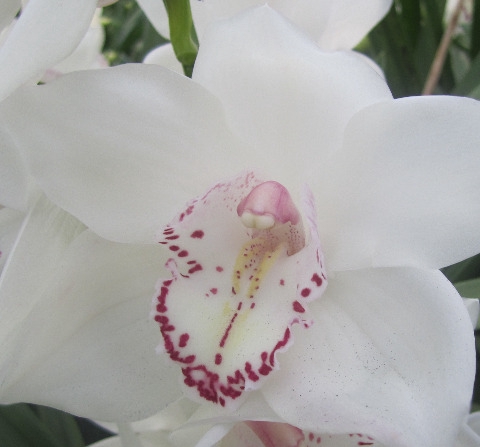 <h4>Cymbidium My Eye Doos</h4>