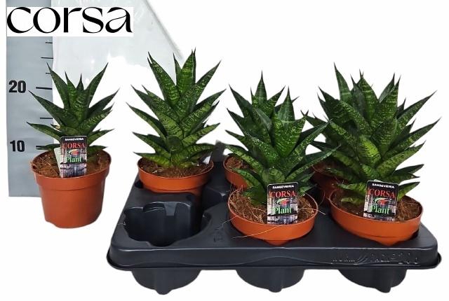<h4>SANSEV TRIFASCIA OV</h4>