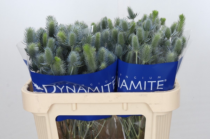 Eryngium Electric Dynamite