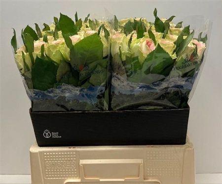 <h4>R Gr Fashion Girl</h4>