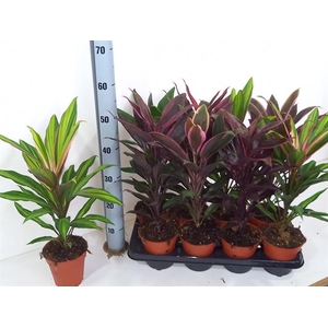 Cordyline mixed 13Ø 45cm