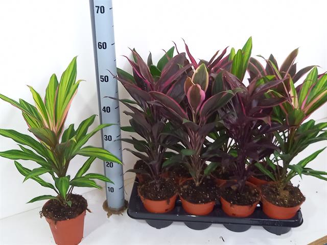 Cordyline mixed 13Ø 45cm