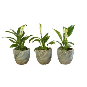 SPATHIPHYLLUM P6 L 65964