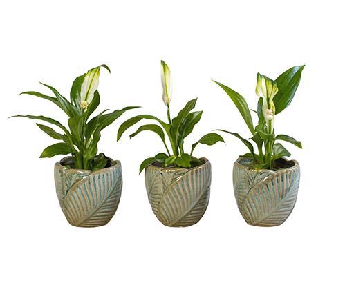 <h4>SPATHIPHYLLUM P6 L 65964</h4>