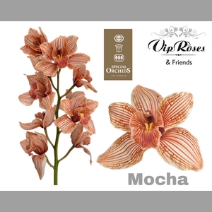 CYMB DYED MOCHA