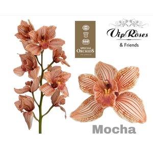 CYMB DYED MOCHA