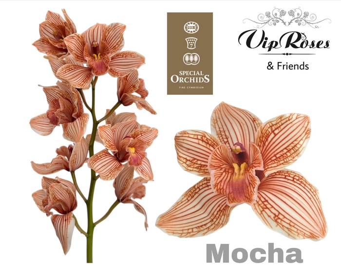 <h4>CYMB DYED MOCHA</h4>
