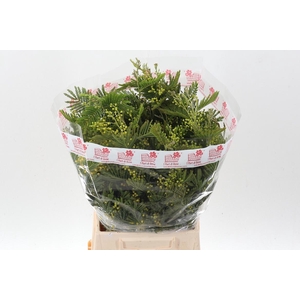 Acacia Baileya Bl Bs