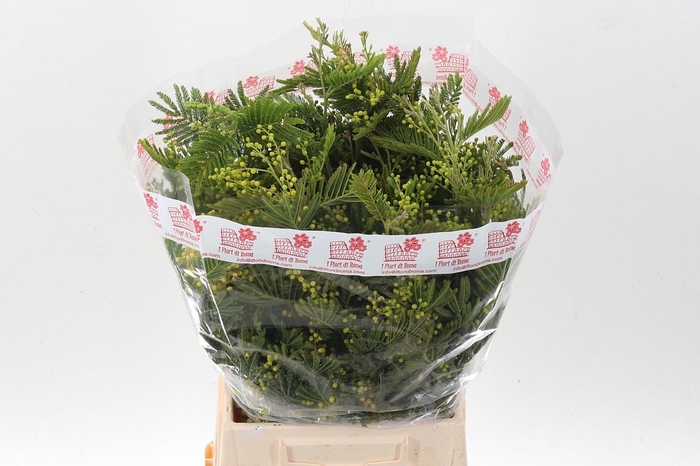 <h4>Acacia Baileya Bl Bs</h4>