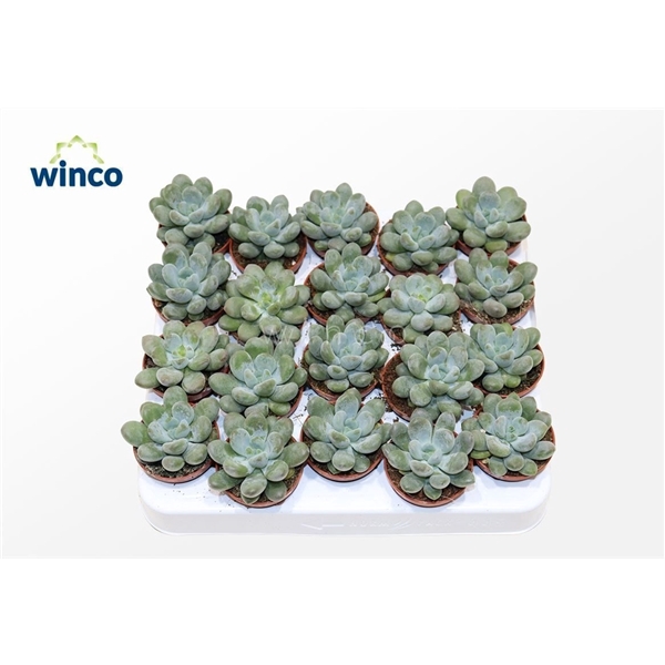 <h4>Pachyphytum Cuicatecanum</h4>