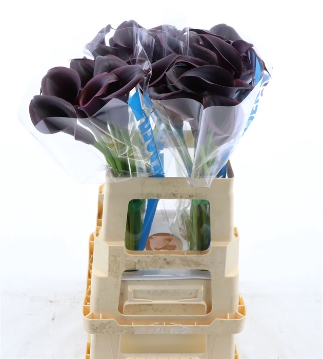 <h4>Calla Odessa</h4>