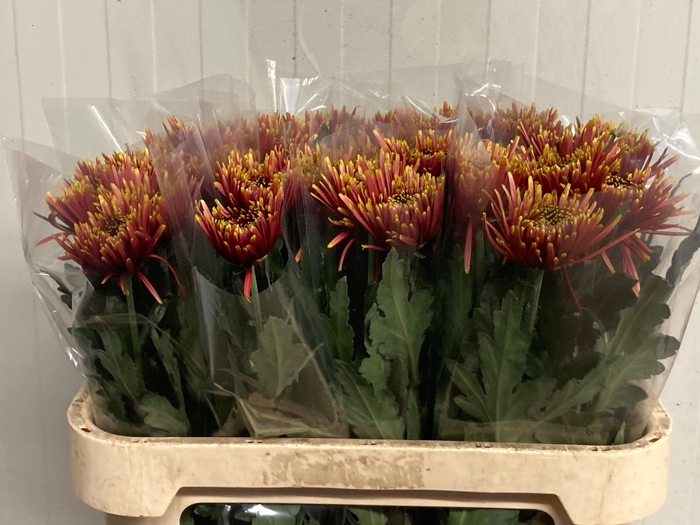 <h4>CHR G TULA AUTUMN</h4>