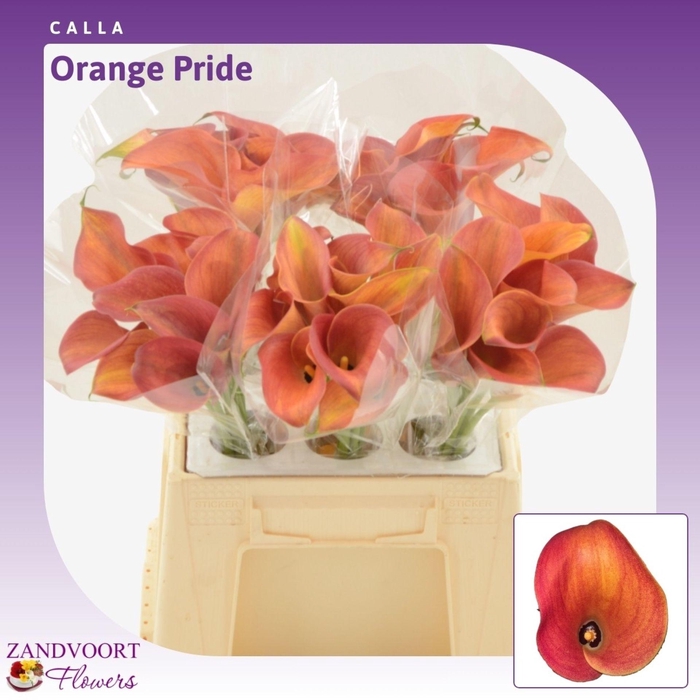 <h4>Calla Orange Pride</h4>