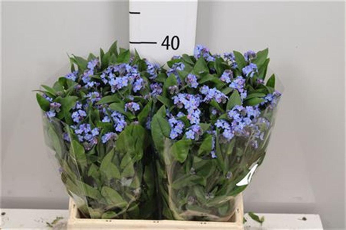 <h4>Myos Blauw Atlantis</h4>