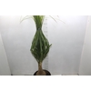 BEAUCARNEA P24