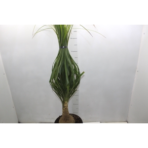 BEAUCARNEA P24