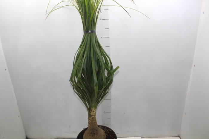 <h4>BEAUCARNEA P24</h4>