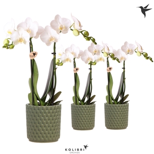 Kolibri Orchids Phalaenopsis white 2 spike in Diamond pot green