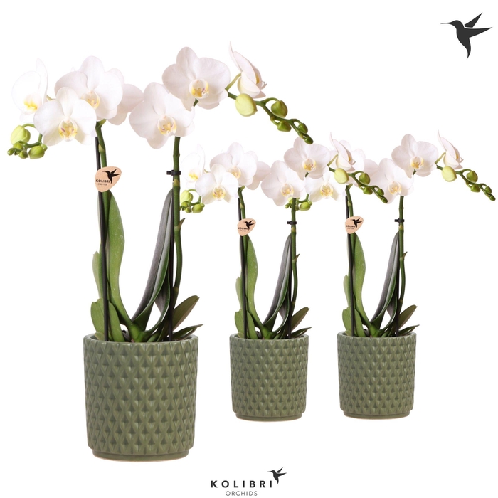 <h4>Kolibri Orchids Phalaenopsis white 2 spike in Diamond pot green</h4>