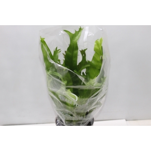 ASPLENIUM CRISSIE P17