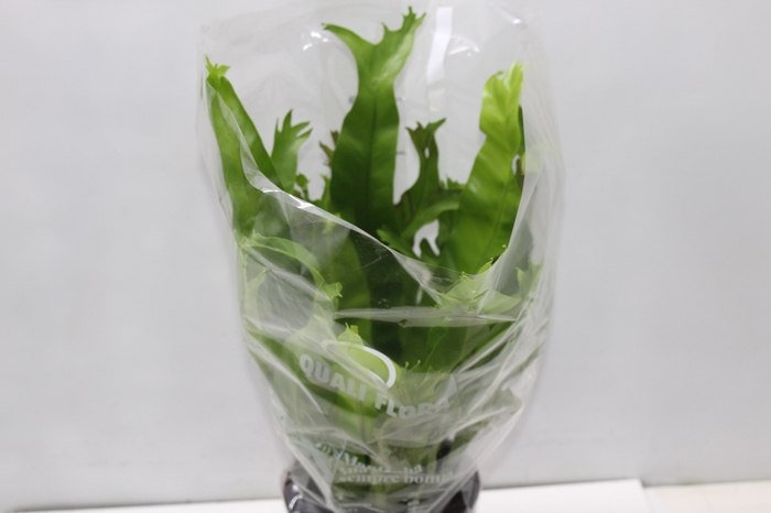 <h4>ASPLENIUM CRISSIE P17</h4>