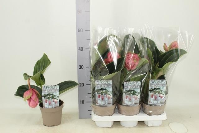 <h4>MEDIN CANDY</h4>