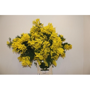 Mimosa Long 100cm P Stem