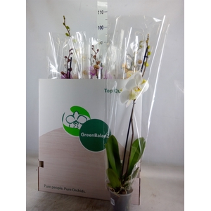 Phalaenopsis   ...mix