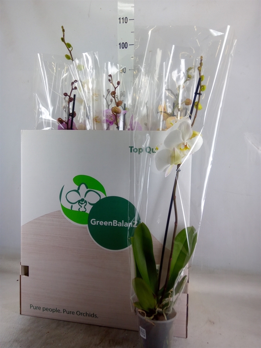 <h4>Phalaenopsis   ...mix</h4>