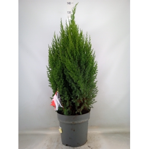 Juniperus chinensis 'Stricta'