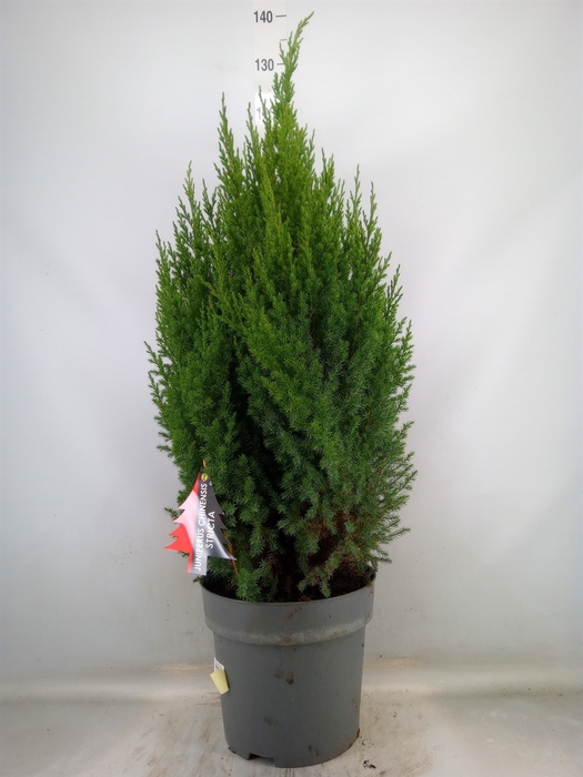 <h4>Juniperus chinensis 'Stricta'</h4>