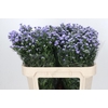 Aster Baby Blue